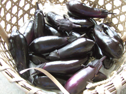 08.09-eggplant.jpg