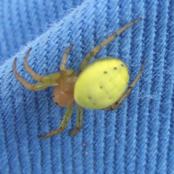 yellow-spider06.27.jpg