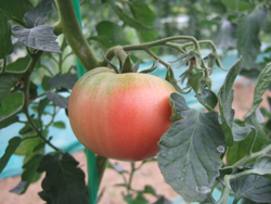 07.13-tomato.jpg