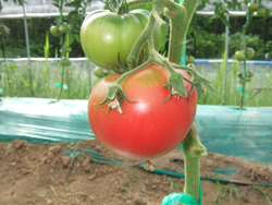 07.16-tomato-2.jpg