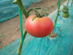 07.16-tomato.jpg