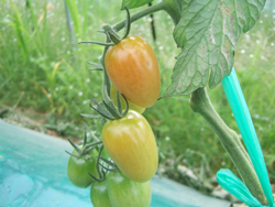 07.20-mini-tomato.jpg