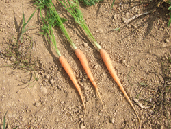 07.23-mini-carrots.jpg