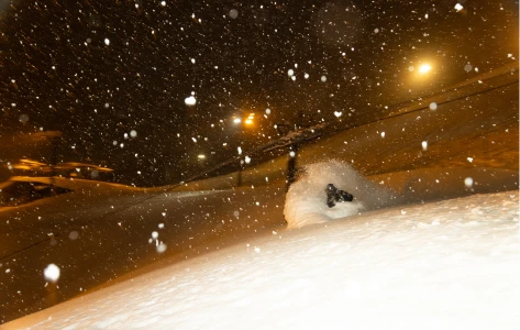 雪の降る中でナイタースキーを楽しむスキーヤー